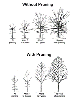 Formative pruning diagram